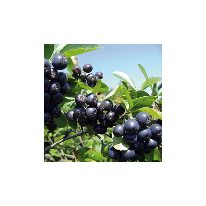 #0267 aronia-nero