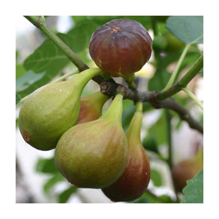 #0460 ficus_dalmatia_1