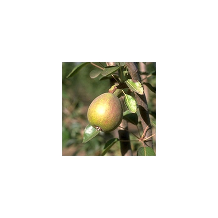 #0082 krvavka