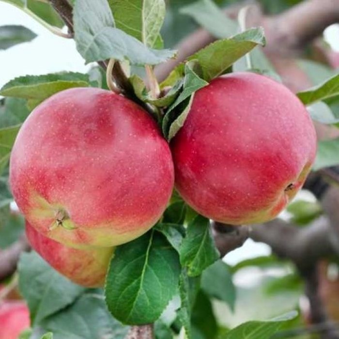 #0360 prima11 #0360 prima11