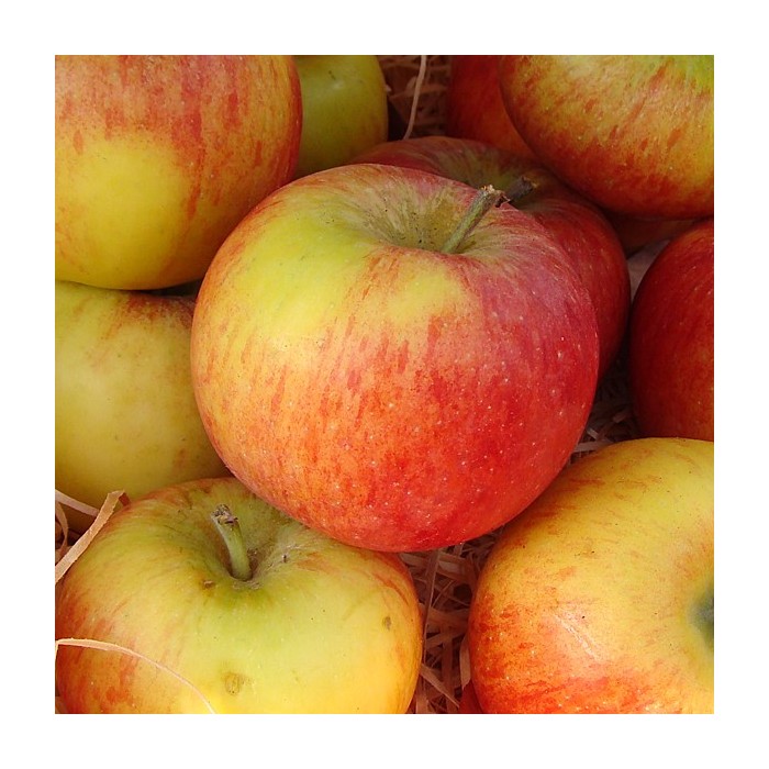 #0370 topaz2 #0370 topaz2