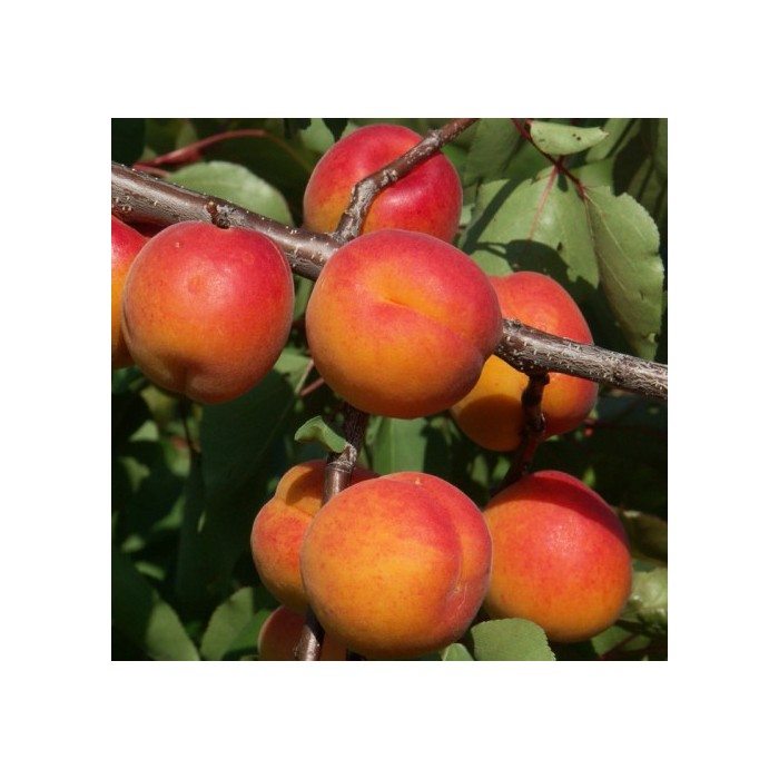 #0180 bhart orangered