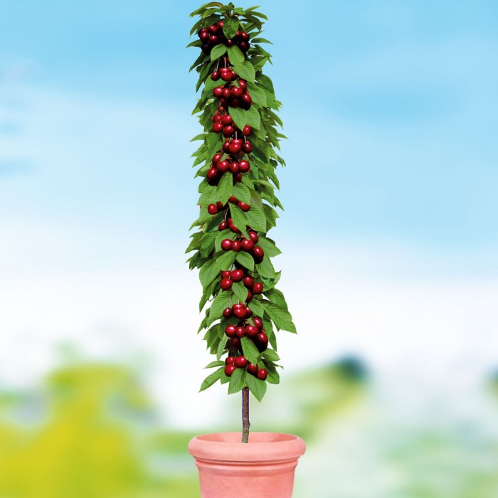 #0303 jachim_1000x1000