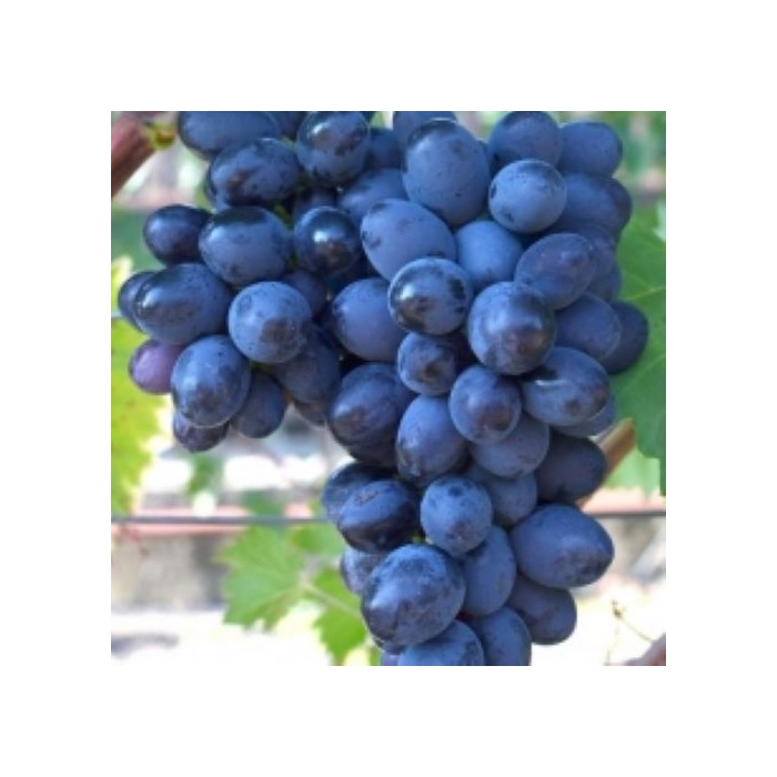 #0464 kismismoldav11