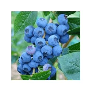 #0022 spartan čučoriedka