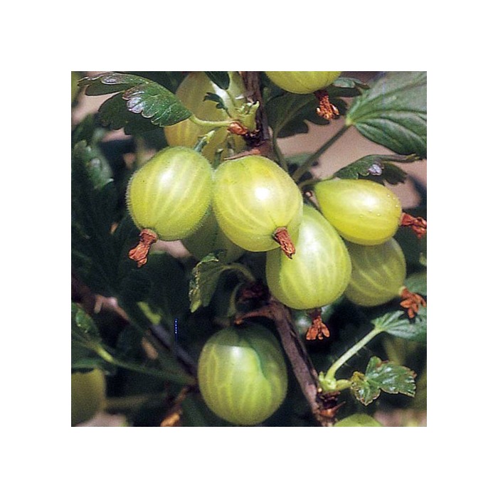 #0037 Hinnonmaki-Green