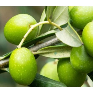 #0277 oliva-chalkidiki21a