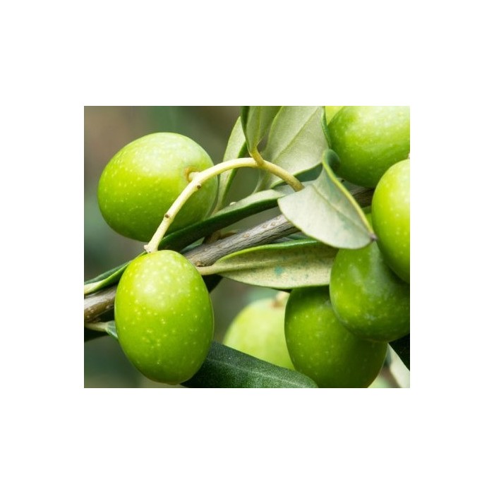 #0277 oliva-chalkidiki21a