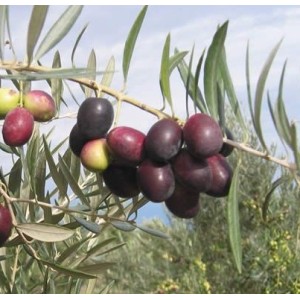 #0278 oliva-piqual21a