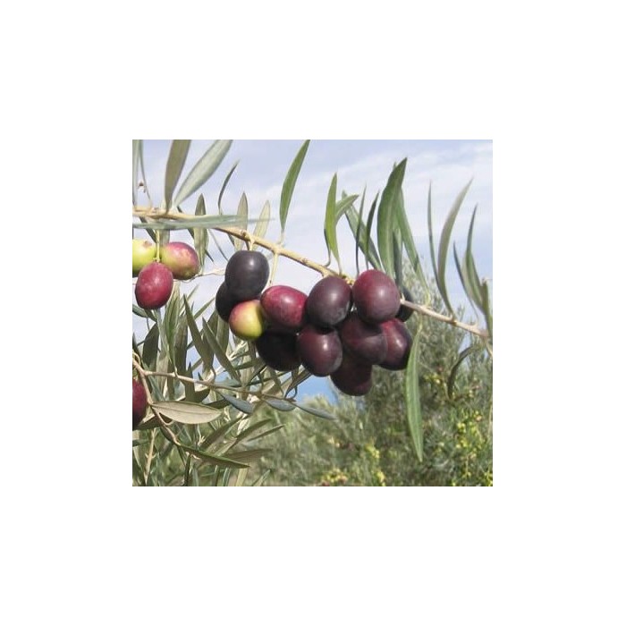 #0278 oliva-piqual21a