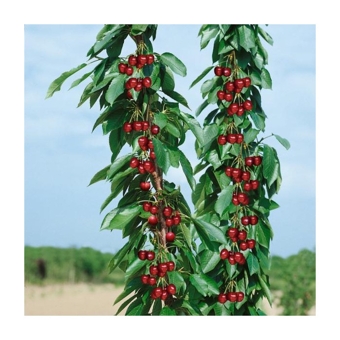 #0304 silvia_600x600