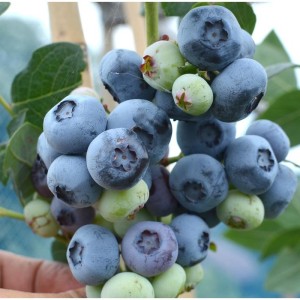 #0454 chandler-cucoriedka1