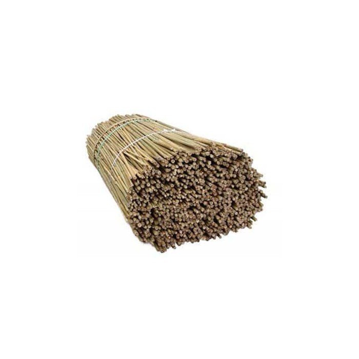 bambus1