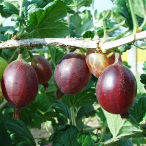 Rolonda