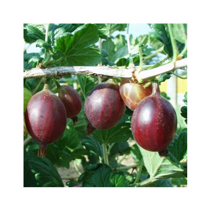 Rolonda