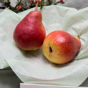 dicolor2
