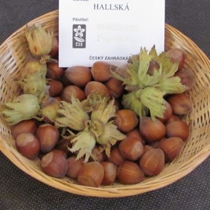 hallska11