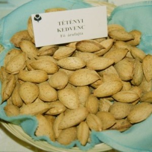tetenyi-kedvenec1