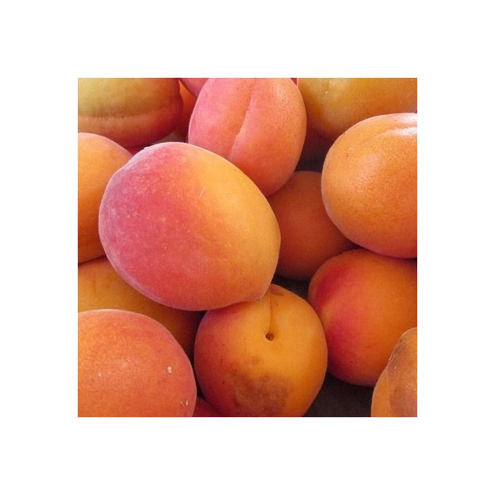 velkopavl1