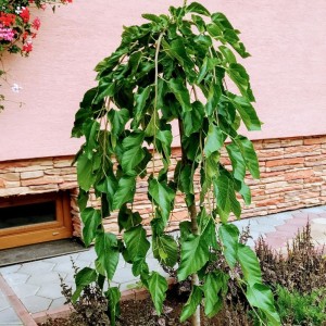 MORUSA previsla1