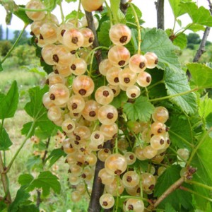 versailska-biela