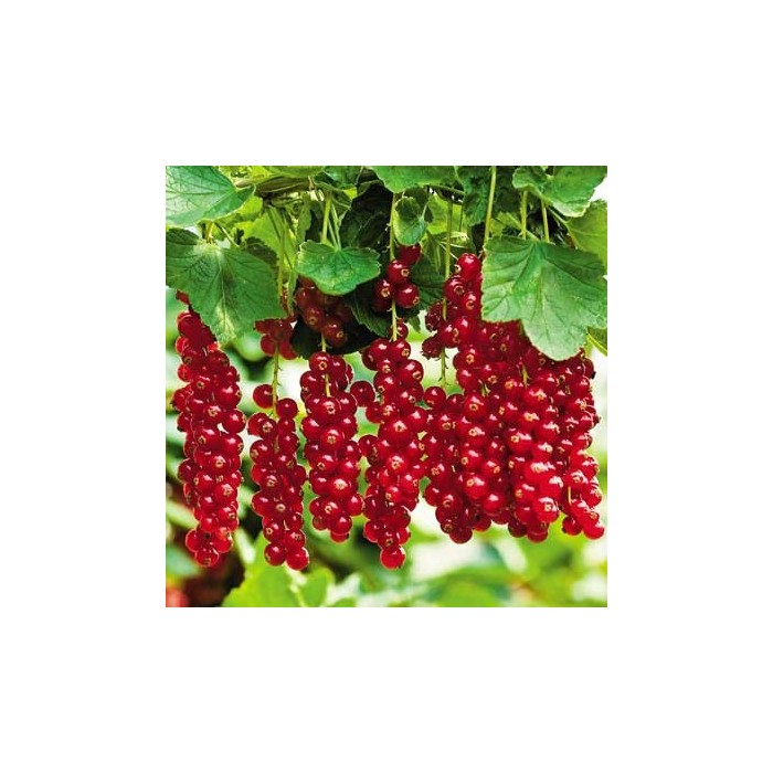 tatran2