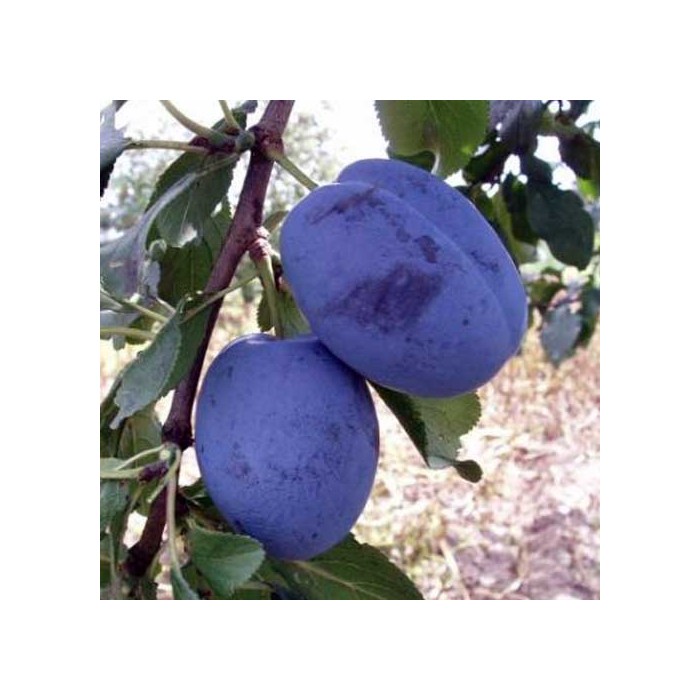 najbolja