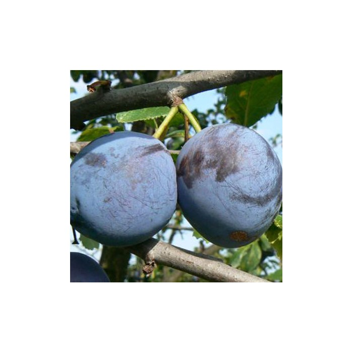 Durandzia