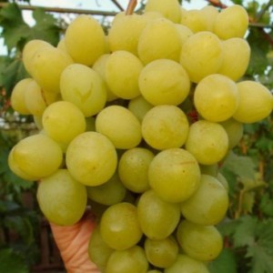 marusja